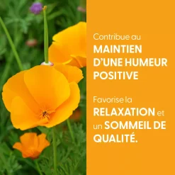 Pavot jaune de Californie bio (Eschscholzia Californica) – Extrait hydroalcoolique concentré