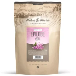 Épilobe