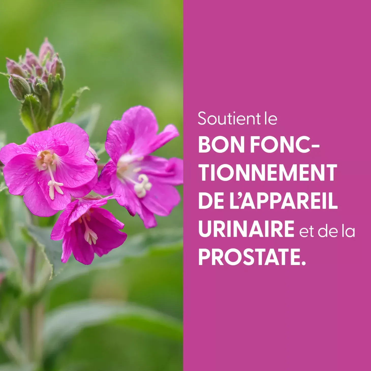 Épilobe bio (Epilobium Parviflorum) – Extrait hydroalcoolique concentré