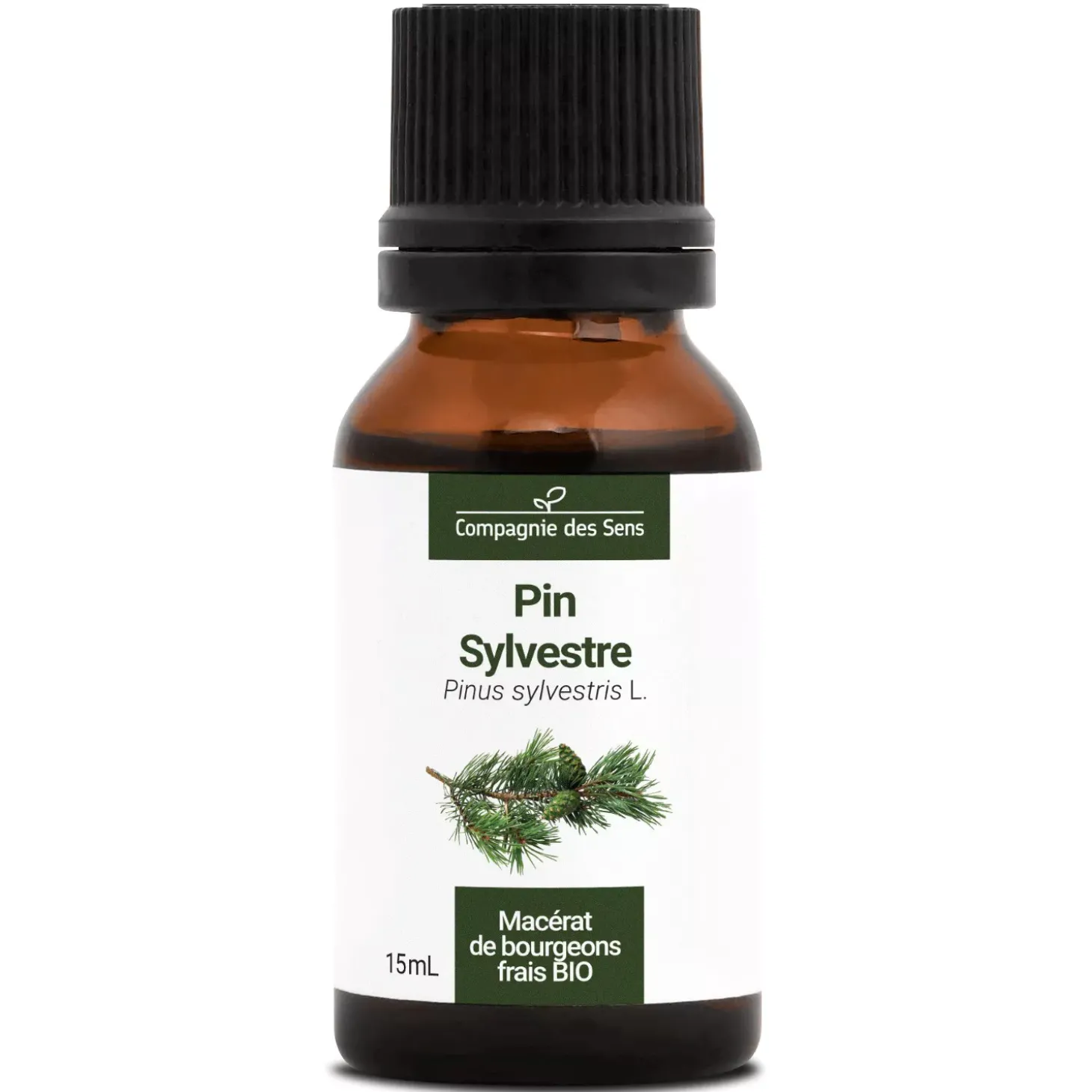 Pin Sylvestre bio (Pinus Sylvestris) – Macérat concentré de bourgeons frais