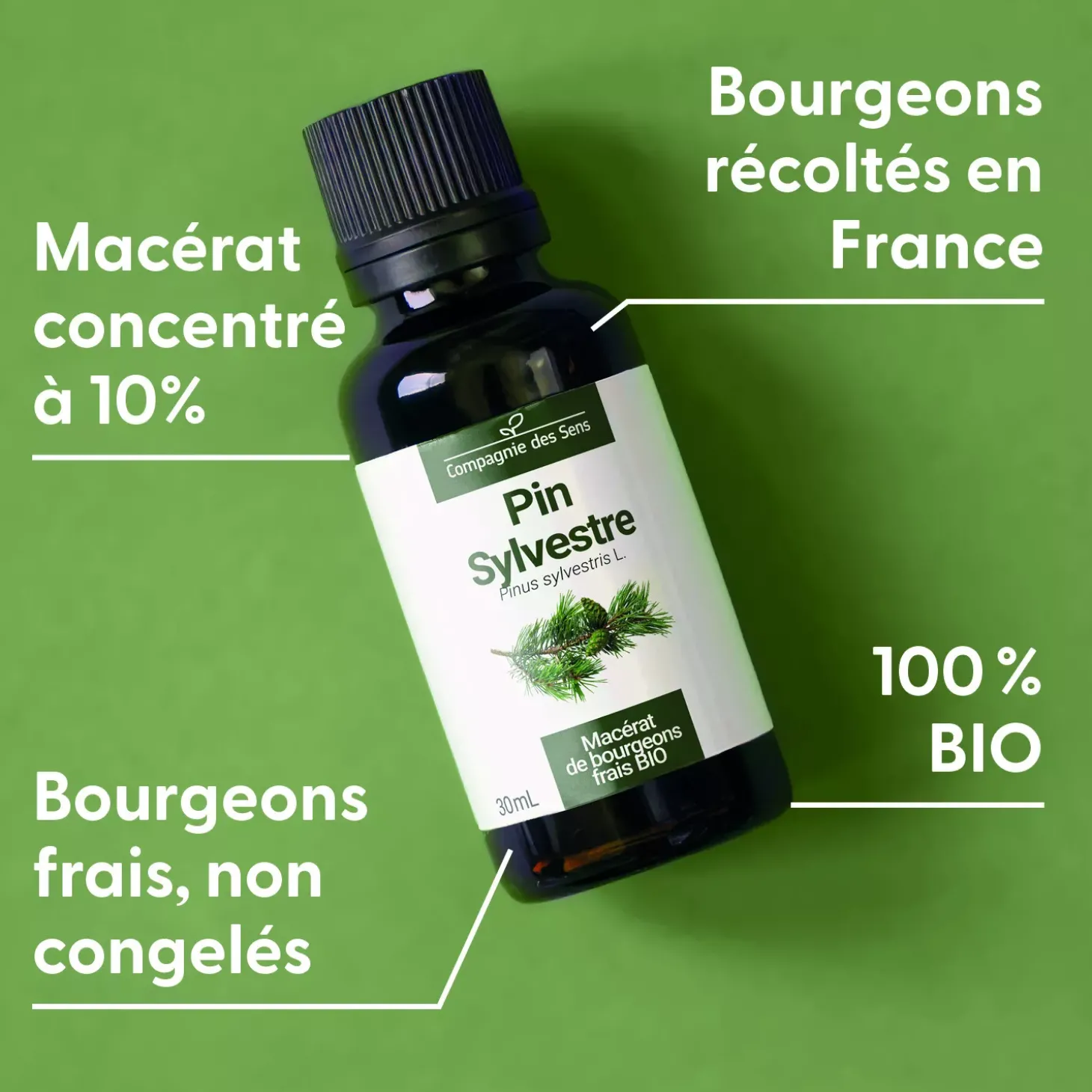Pin Sylvestre bio (Pinus Sylvestris) – Macérat concentré de bourgeons frais