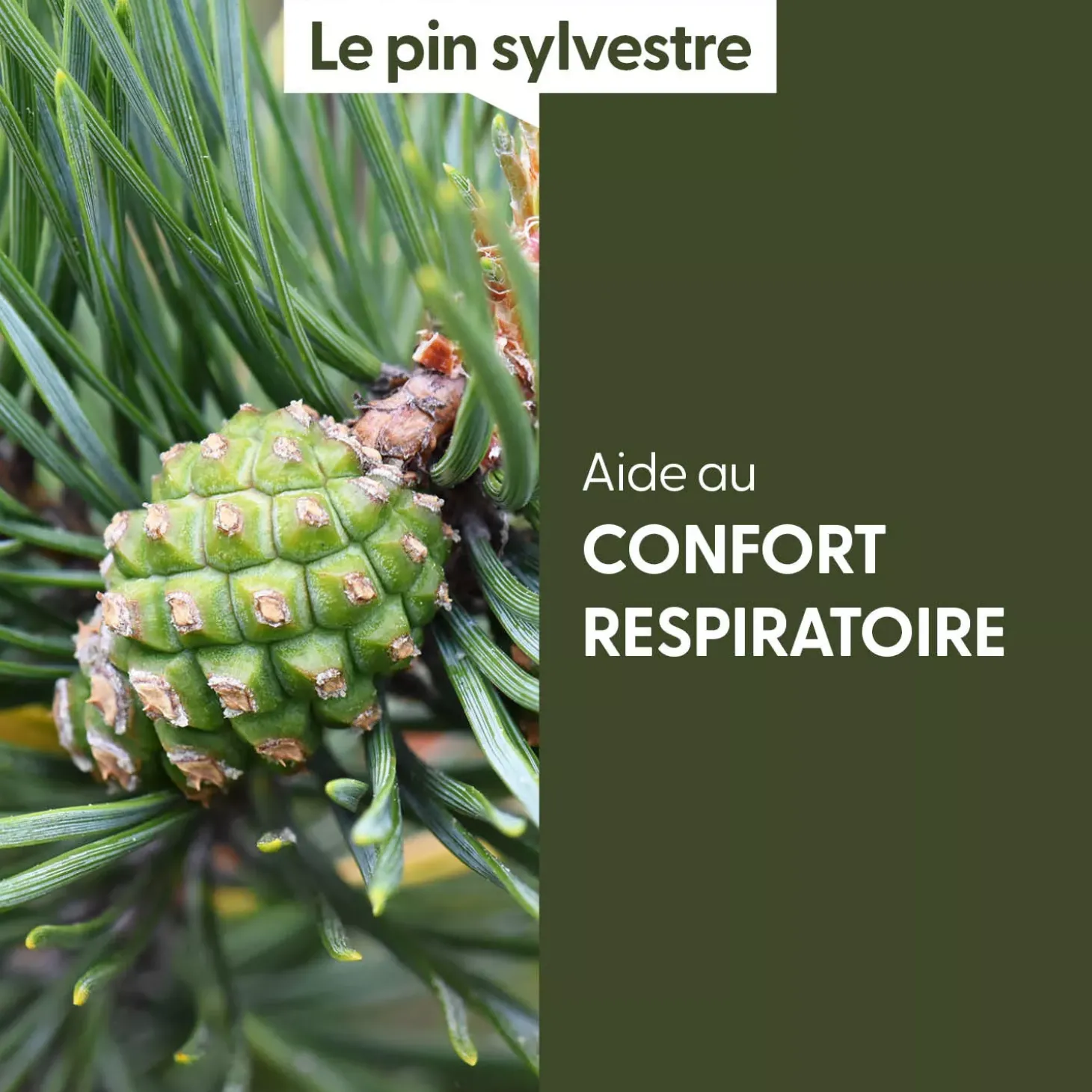 Pin Sylvestre bio (Pinus Sylvestris) – Macérat concentré de bourgeons frais