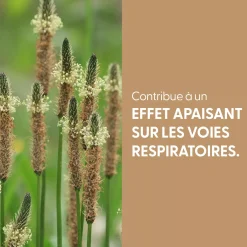 Plantain Lancéolé bio (Plantago Lanceolata) – Extrait hydroalcoolique concentré