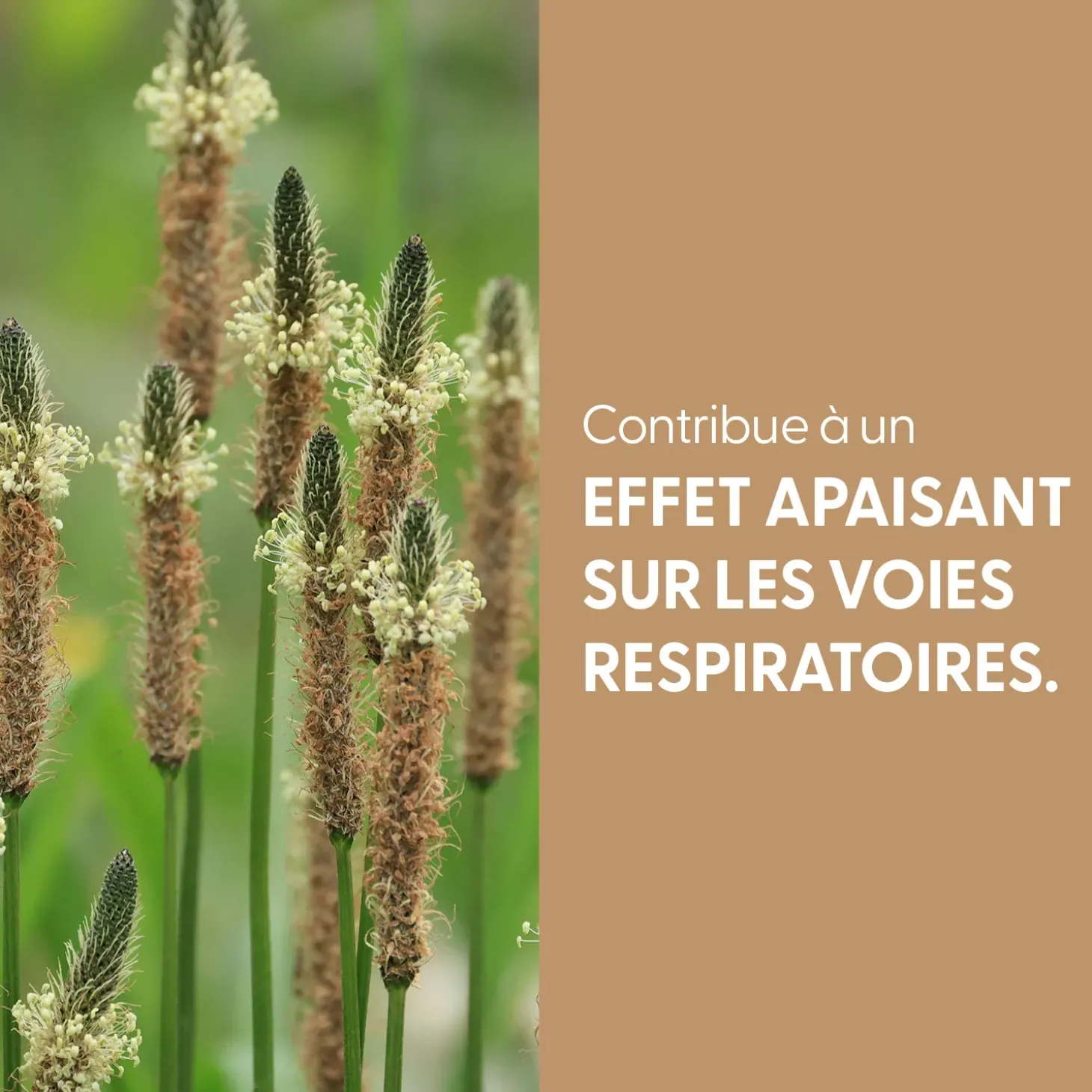 Plantain Lancéolé bio (Plantago Lanceolata) – Extrait hydroalcoolique concentré