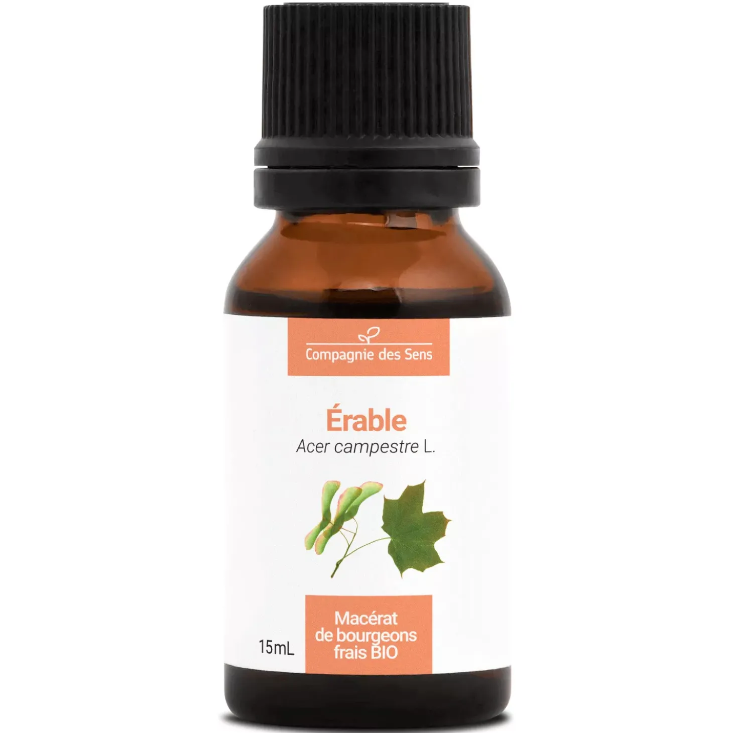 Érable bio (Acer Campestre) – Macérat concentré de bourgeons frais
