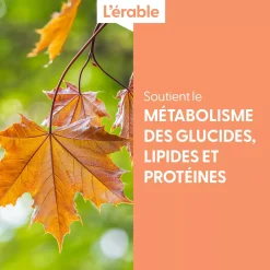 Érable bio (Acer Campestre) – Macérat concentré de bourgeons frais