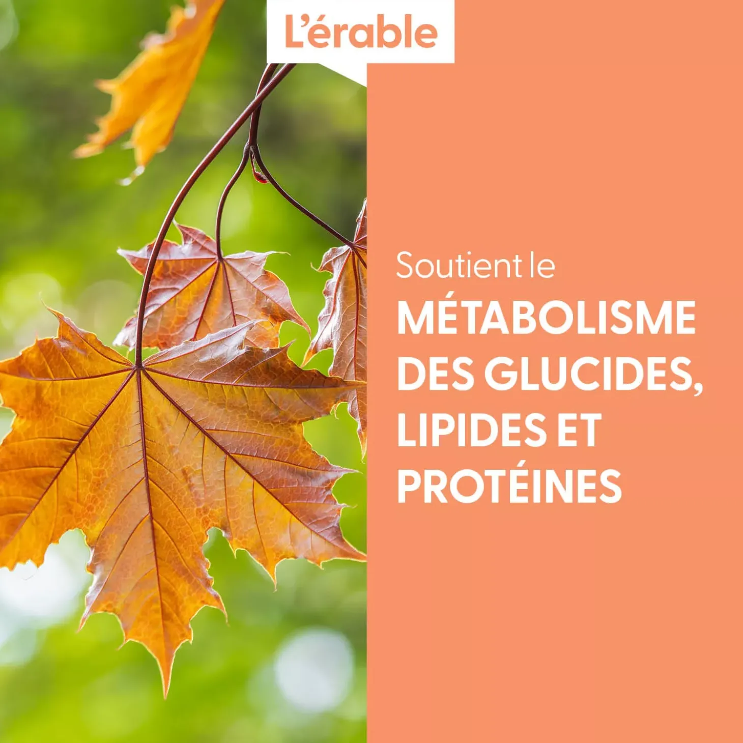Érable bio (Acer Campestre) – Macérat concentré de bourgeons frais