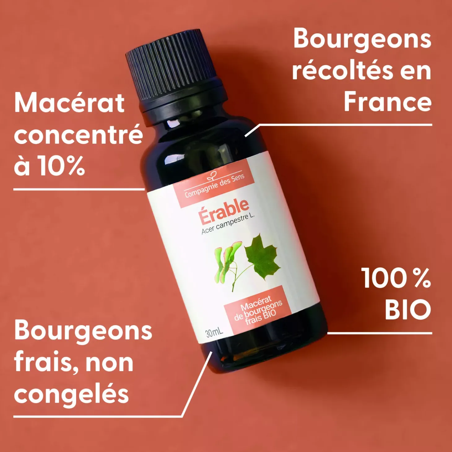 Érable bio (Acer Campestre) – Macérat concentré de bourgeons frais