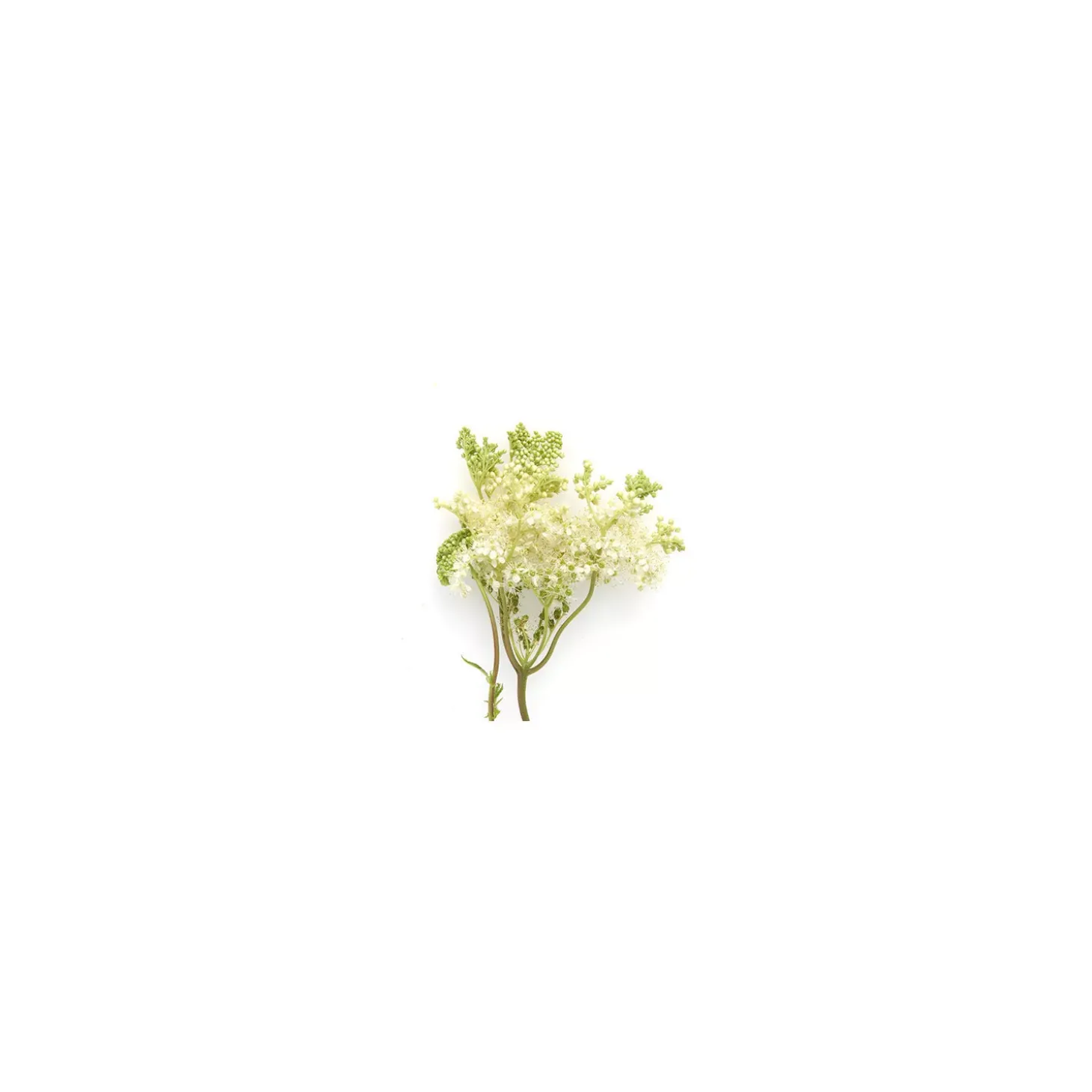 Reine des Prés