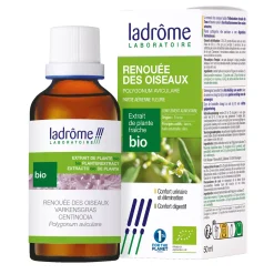 Renouée des Oiseaux bio – Polygonum Aviculare – Extrait hydroalcoolique concentré