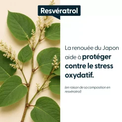 Resvératrol concentré