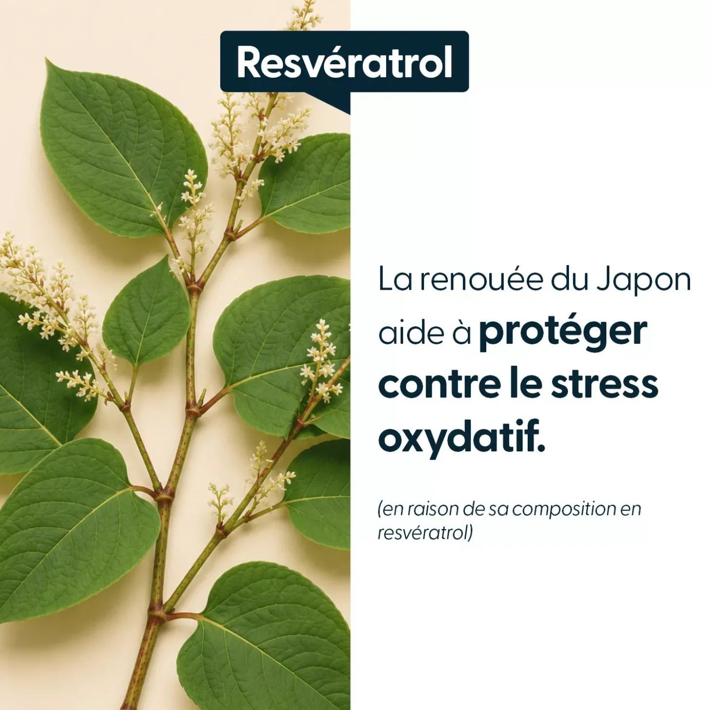 Resvératrol concentré