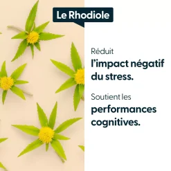 Rhodiole concentrée