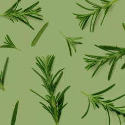 Romarin bio (Rosmarinus Officinalis) – Macérat concentré de bourgeons frais
