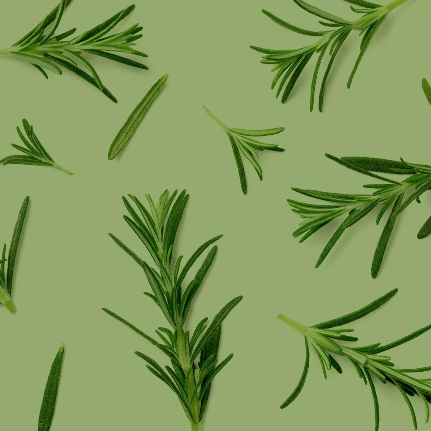 Romarin bio (Rosmarinus Officinalis) – Macérat concentré de bourgeons frais