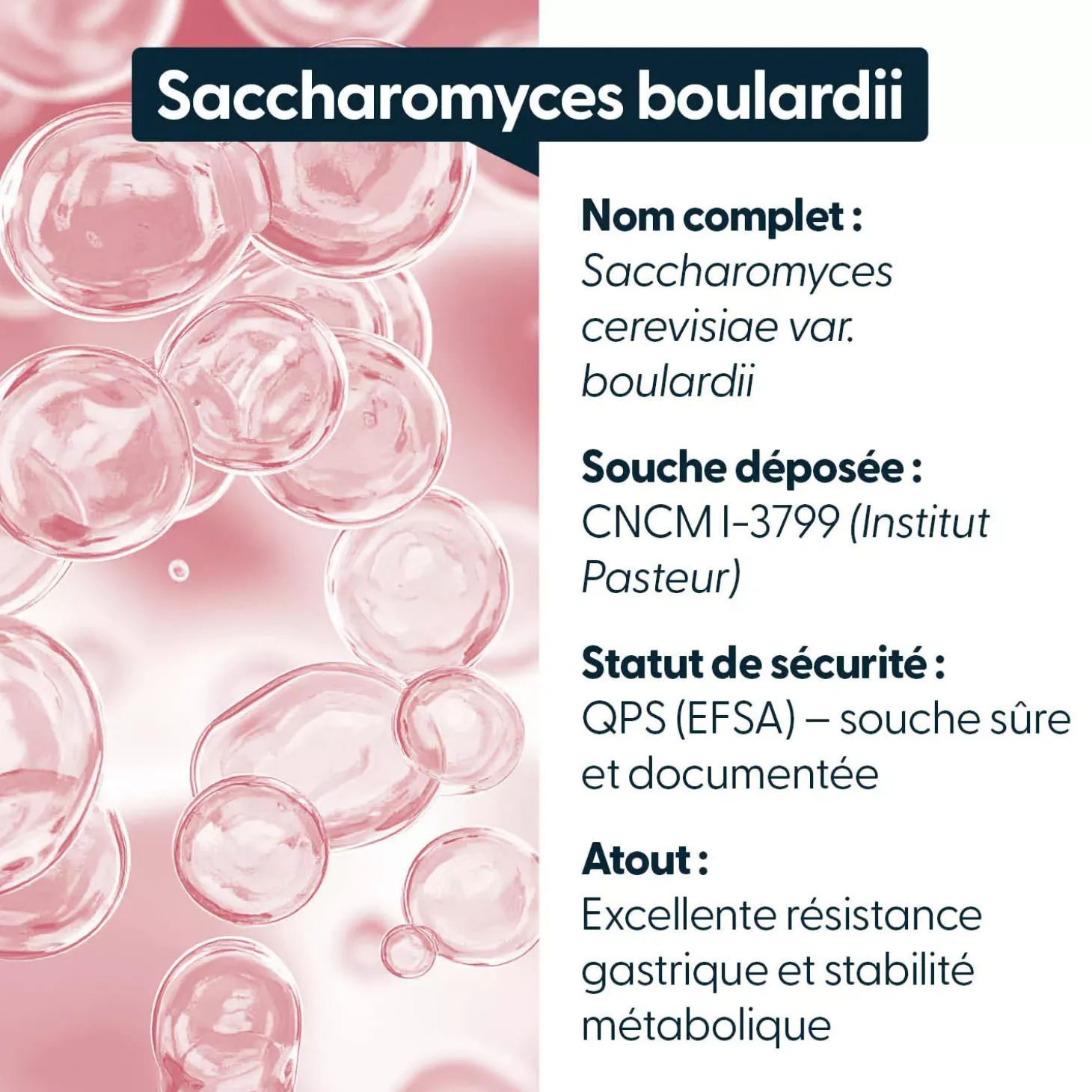 Saccharomyces boulardii
