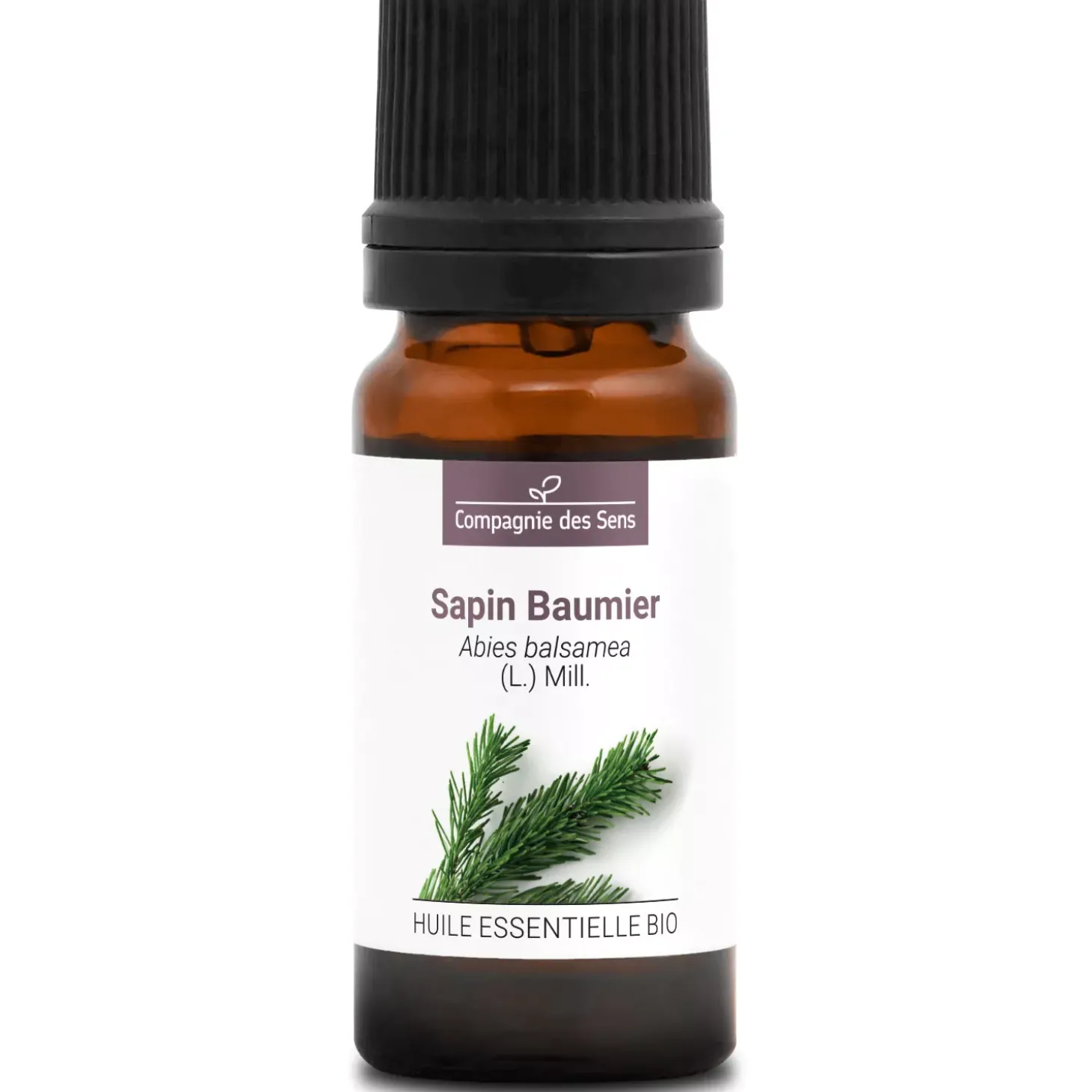 Sapin baumier (Abies balsamea)
