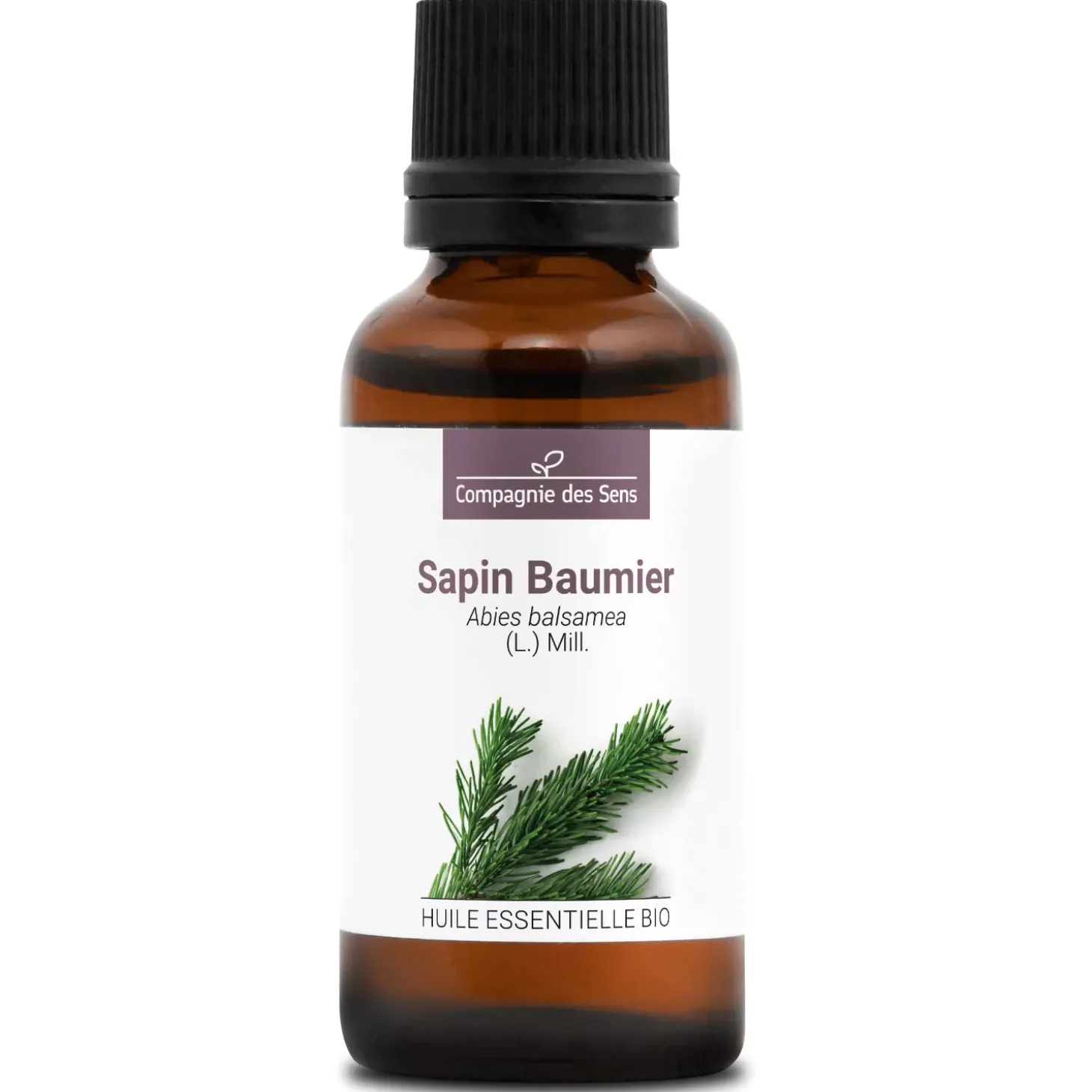Sapin baumier (Abies balsamea)