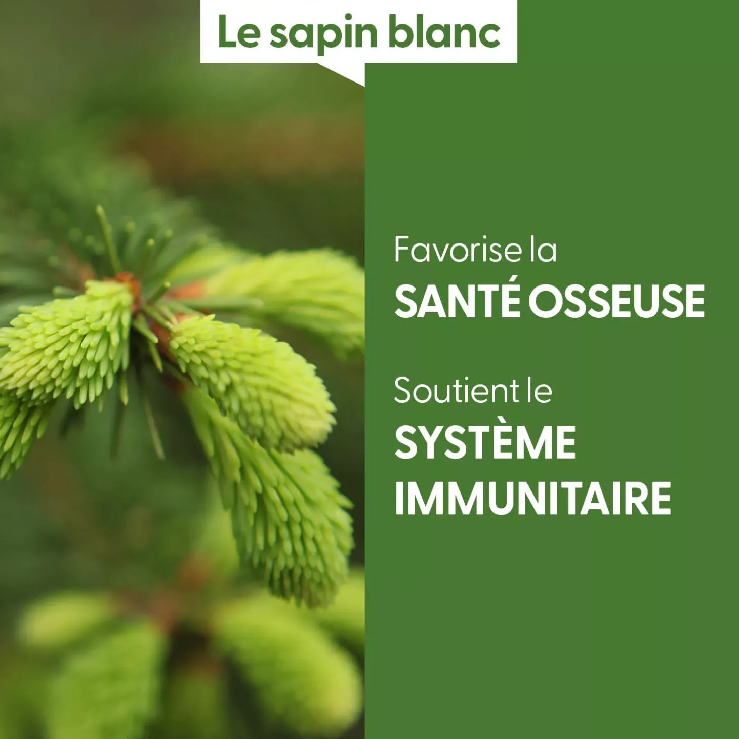 Sapin Blanc bio (Abies Alba) – Macérat concentré de bourgeons frais
