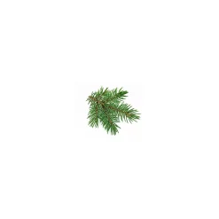 Sapin Blanc bio (Abies Alba) – Macérat concentré de bourgeons frais