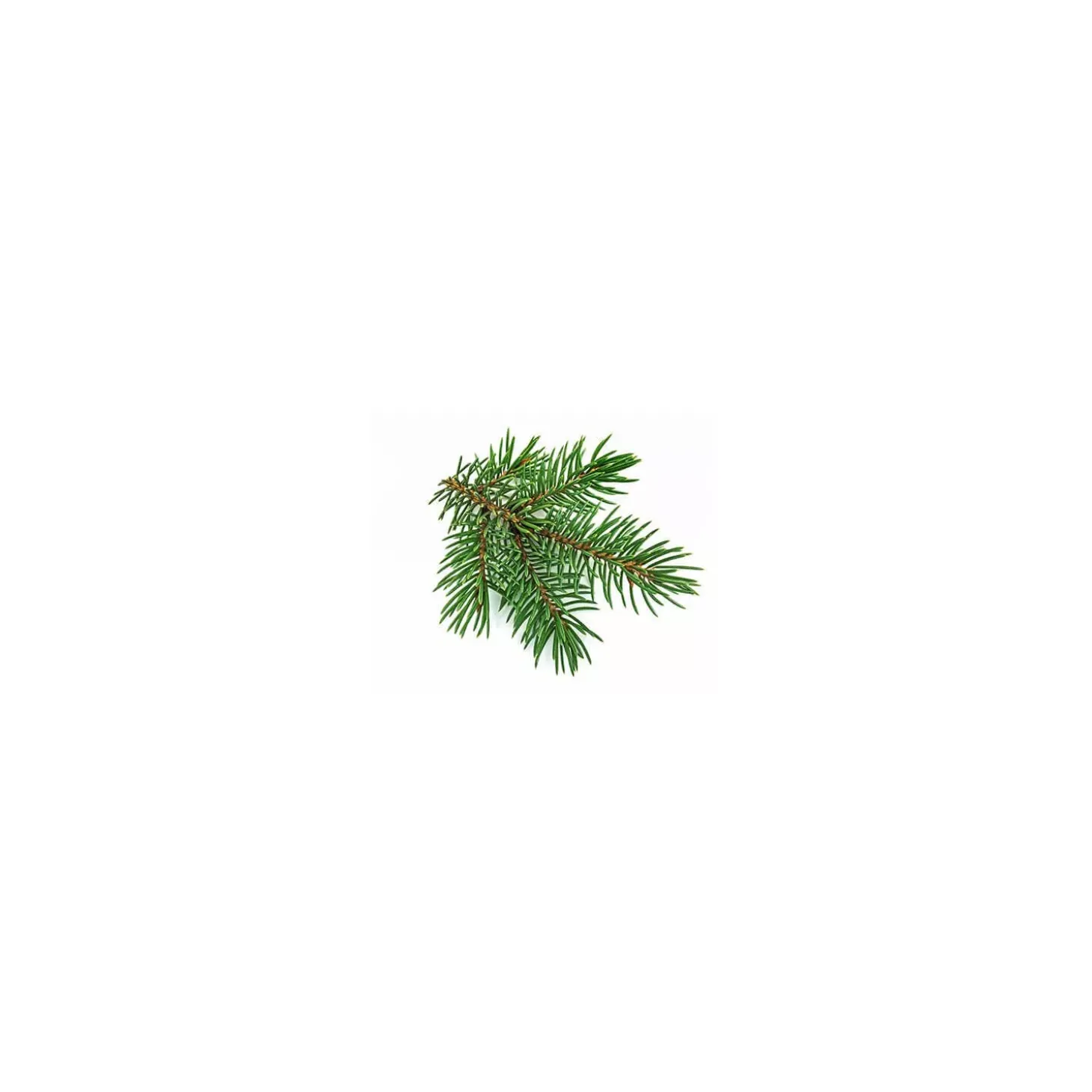 Sapin Blanc bio (Abies Alba) – Macérat concentré de bourgeons frais