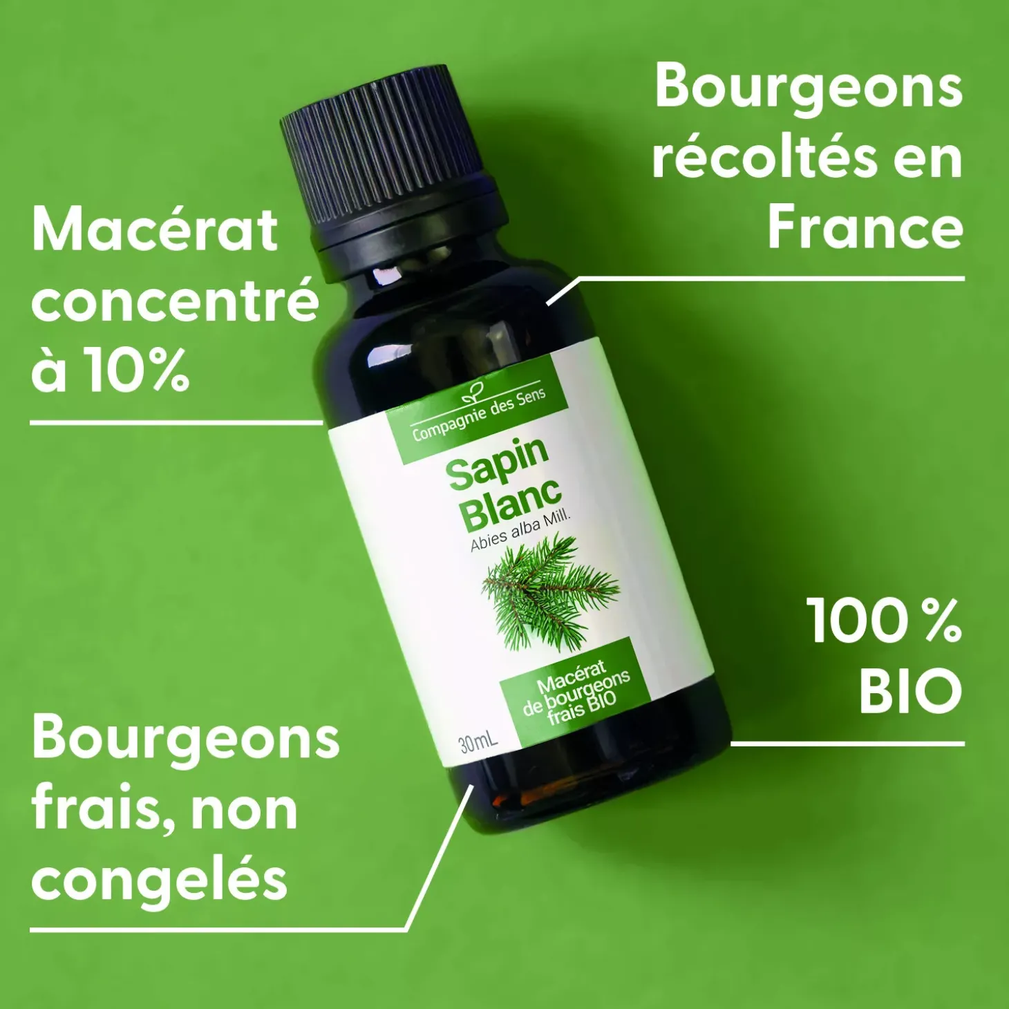 Sapin Blanc bio (Abies Alba) – Macérat concentré de bourgeons frais