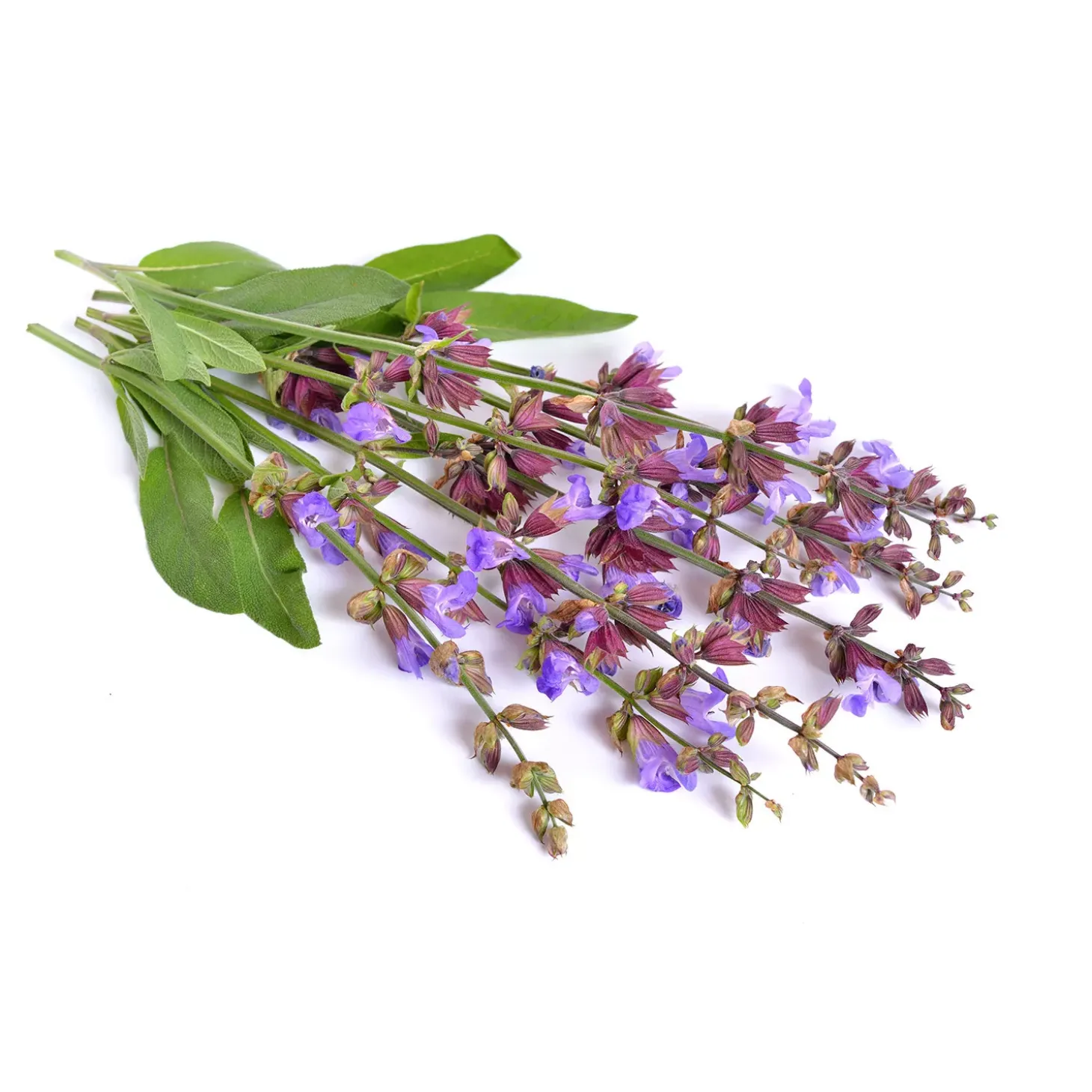 Sauge officinale