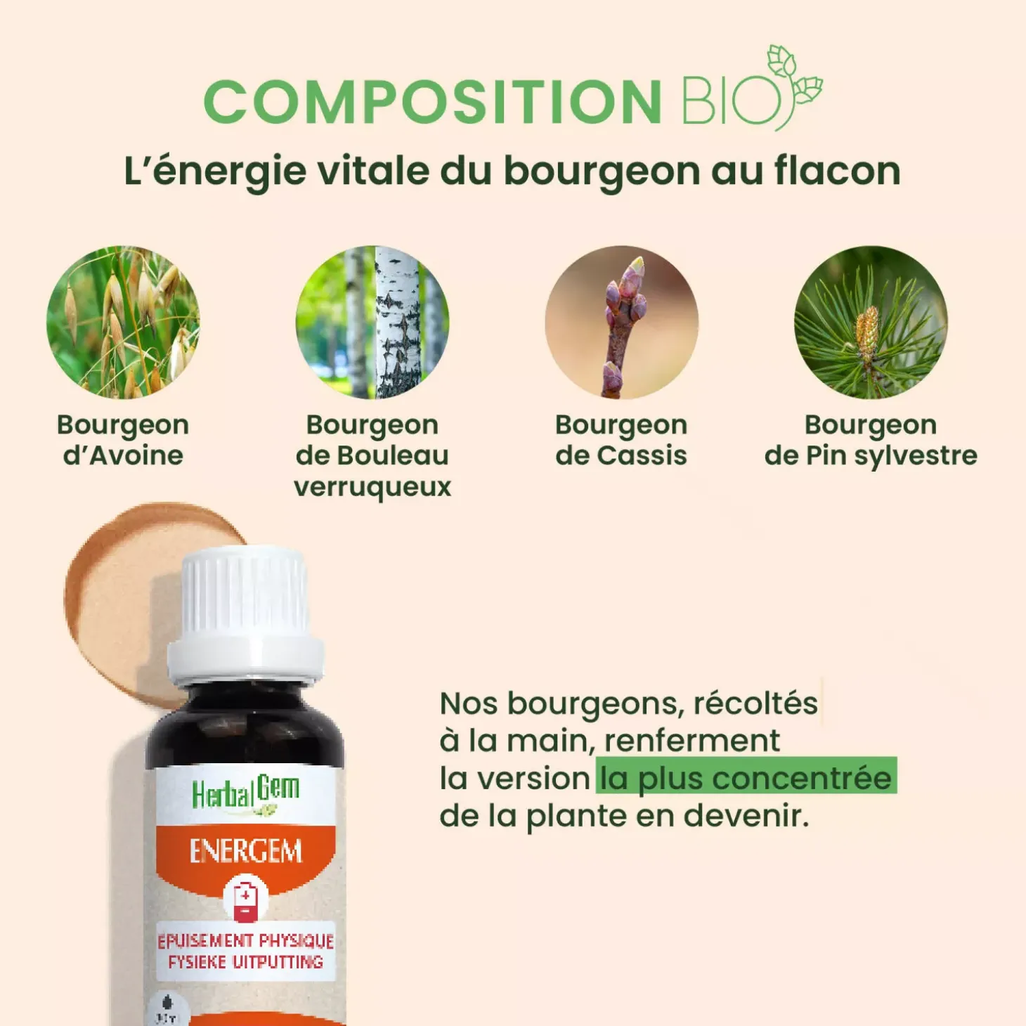 Solution buvable Epuisement physique – Aux Macérats de bourgeons concentrés