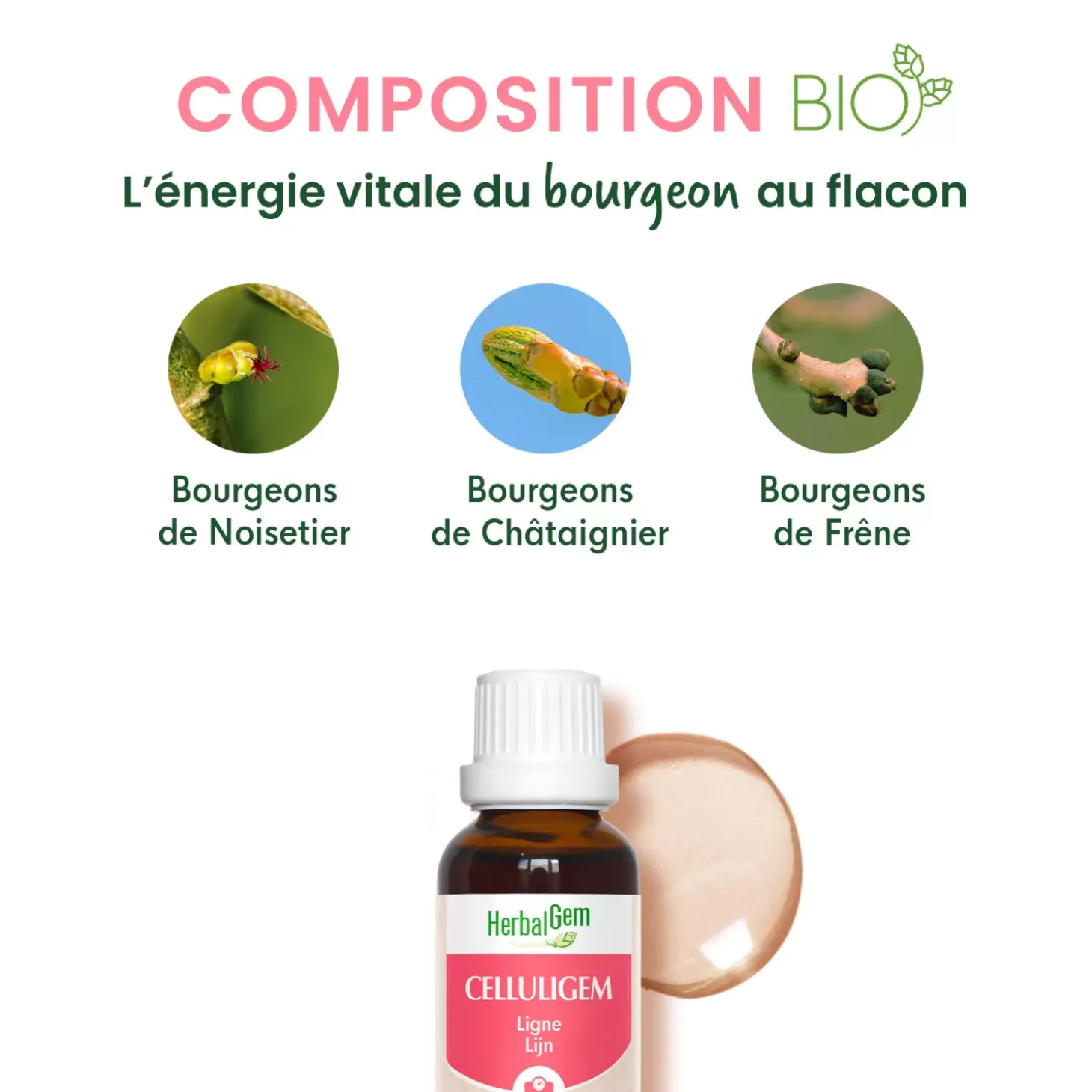 Solution buvable pour la Ligne – Aux Macérats de bourgeons concentrés