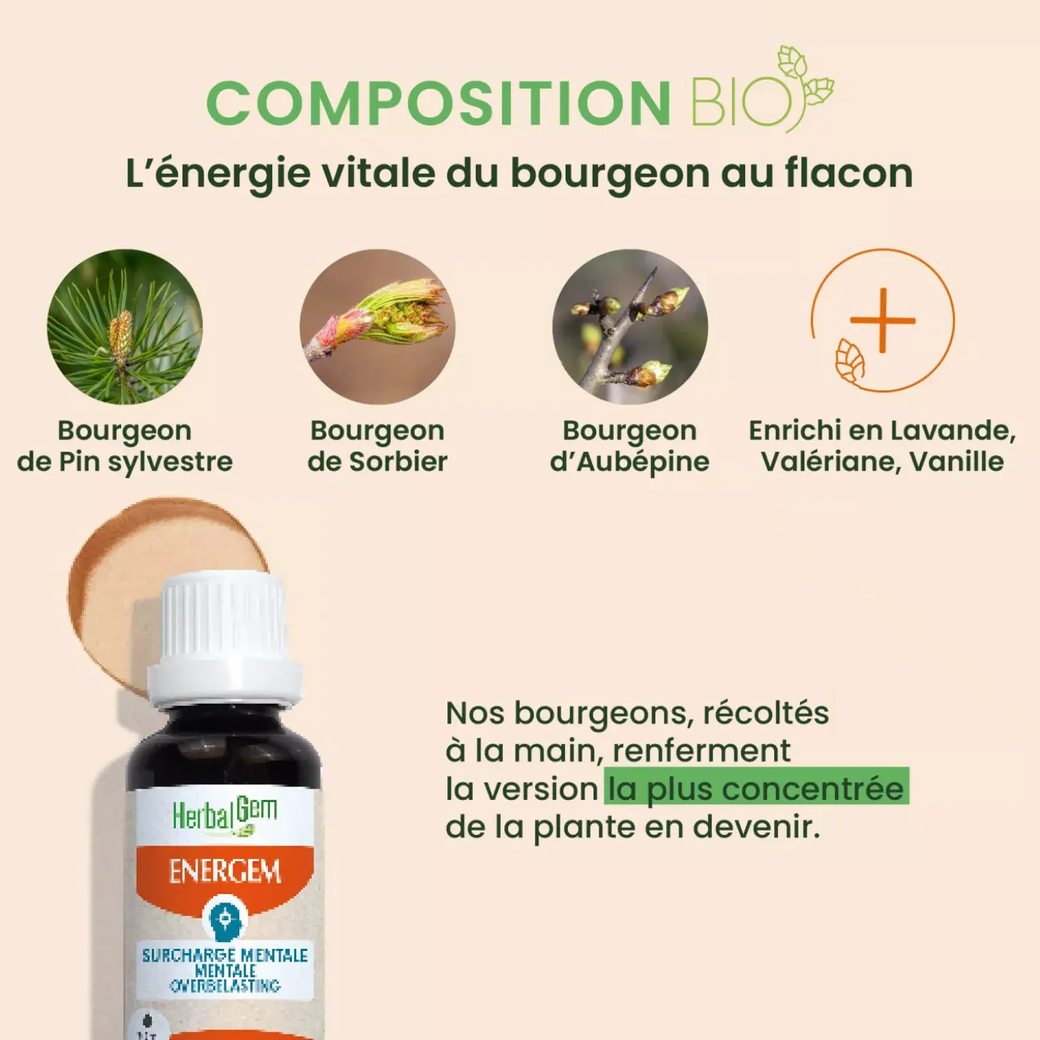 Solution buvable pour la Surcharge Mentale – Aux Macérats de bourgeons concentrés – HerbalGem