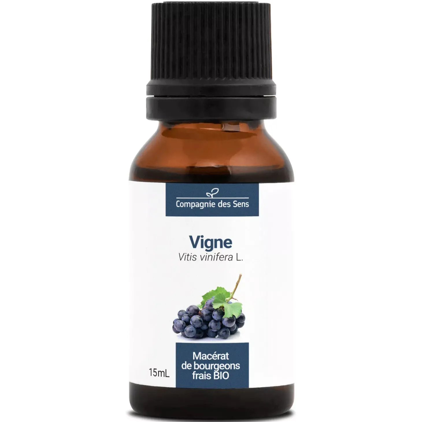 Vigne bio (Vitis Vinifera) – Macérat concentré de bourgeons frais