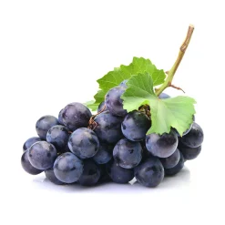 Vigne bio (Vitis Vinifera) – Macérat concentré de bourgeons frais