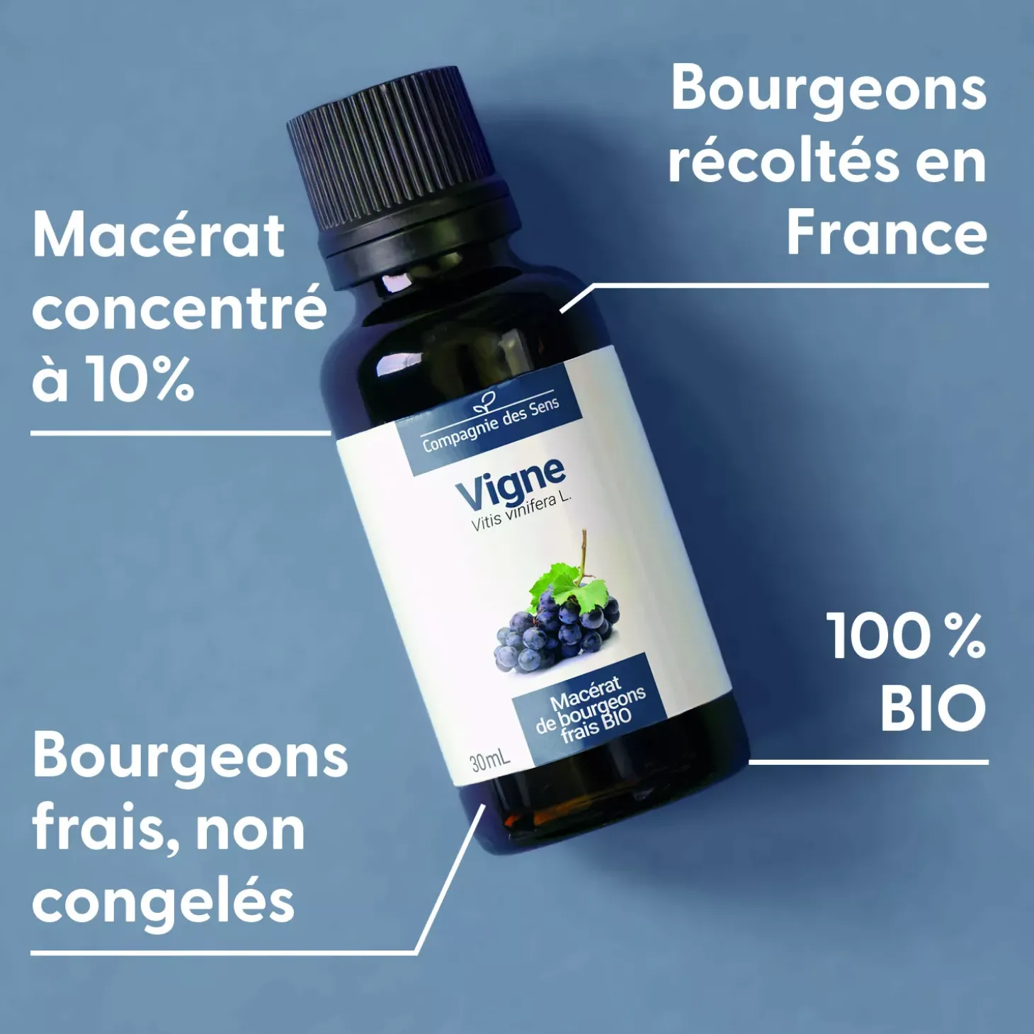 Vigne bio (Vitis Vinifera) – Macérat concentré de bourgeons frais