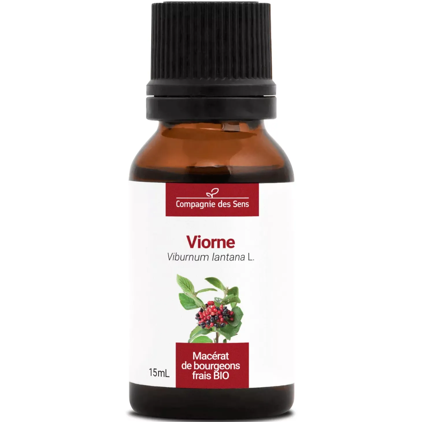 Viorne bio (Viburnum Lantana) – Macérat concentré de bourgeons frais