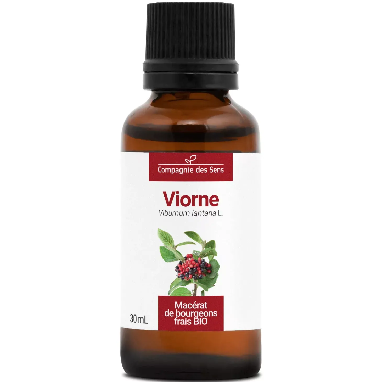 Viorne bio (Viburnum Lantana) – Macérat concentré de bourgeons frais