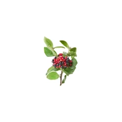 Viorne bio (Viburnum Lantana) – Macérat concentré de bourgeons frais