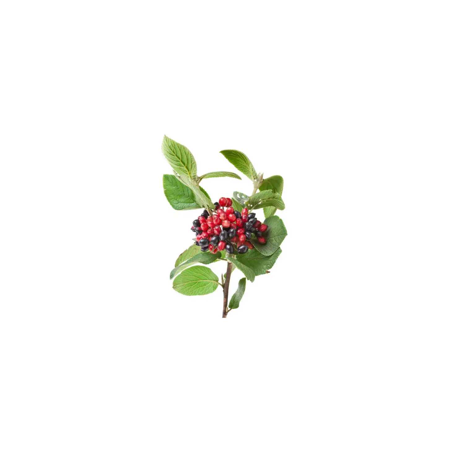 Viorne bio (Viburnum Lantana) – Macérat concentré de bourgeons frais
